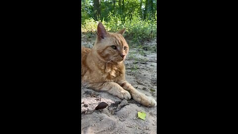 Cat in nature.