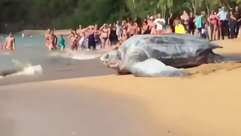 Funny videos you ever seen 😎