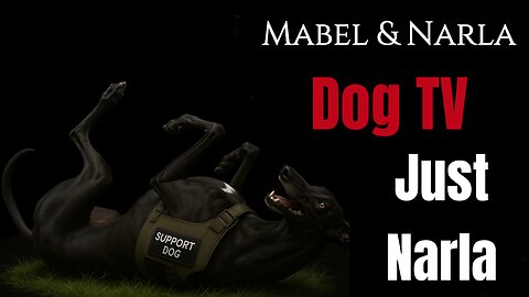 Dog TV: Mabel & Narla | Narla Walks Alone Greyhound & Springer Spaniel Playing | TV For Lonely Dogs