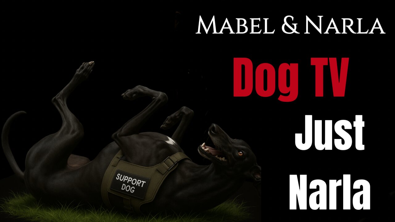 Dog TV: Mabel & Narla | Narla Walks Alone Greyhound & Springer Spaniel Playing | TV For Lonely Dogs