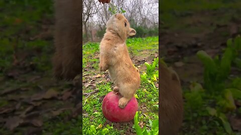 Wherever the little rabbit falls, it eats. Cute pet debut plan. Rabbit. Pastoral little cute pet