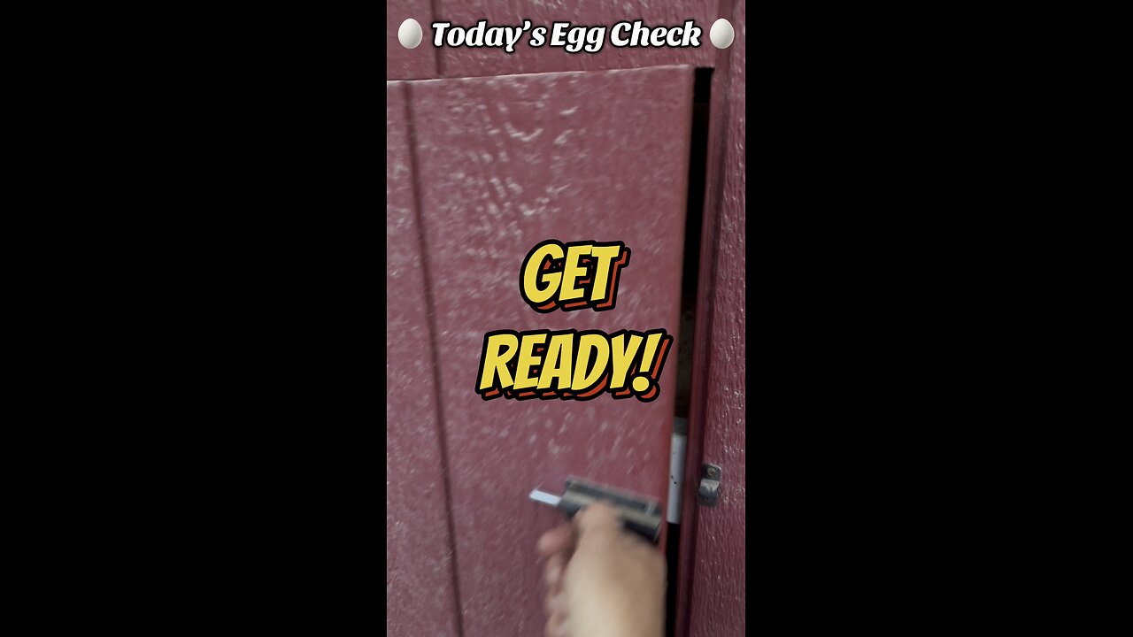 🥚 Today’s Egg Check! 🥚 #shorts