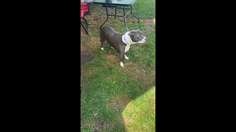 My dogs got sprayed by a skunk last night