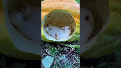 The bunny's house is obviously bought in full. Cute pet debut plan. Rabbit. Pastoral cute pet.