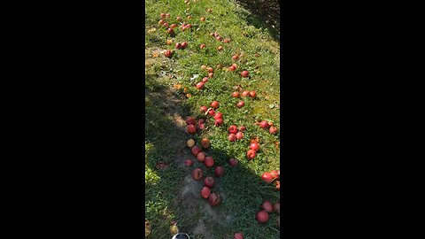 APPLE ORCHARD