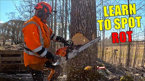 Signs of Internal Rot Most Tree Owners Miss – Learn to Spot Them