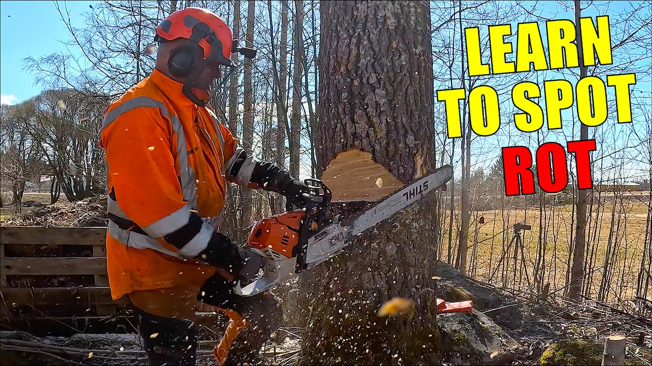 Signs of Internal Rot Most Tree Owners Miss – Learn to Spot Them