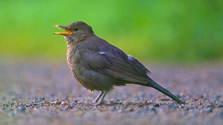 Lone Juvenile Blackbird Blocks Park Walking Road