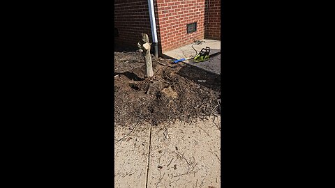 Removing a tree