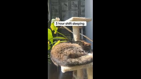 My lazy cat