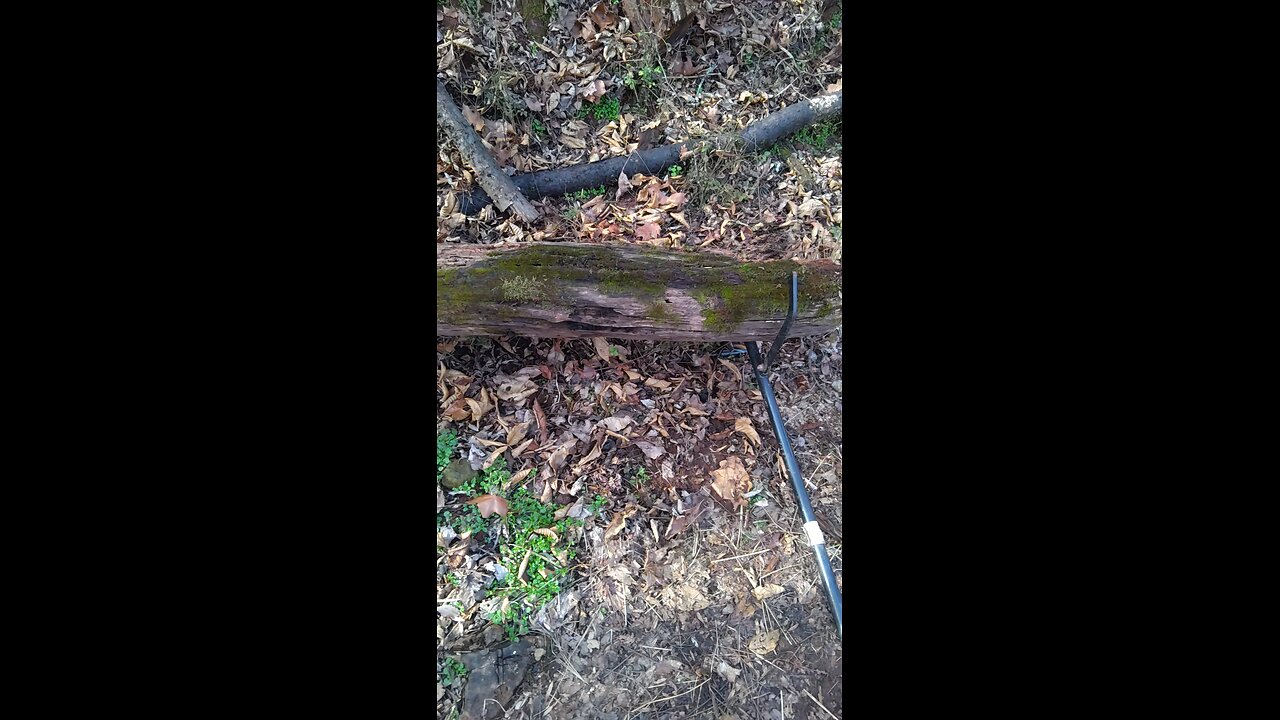 It's mossy, It's buggy, but it's good burning