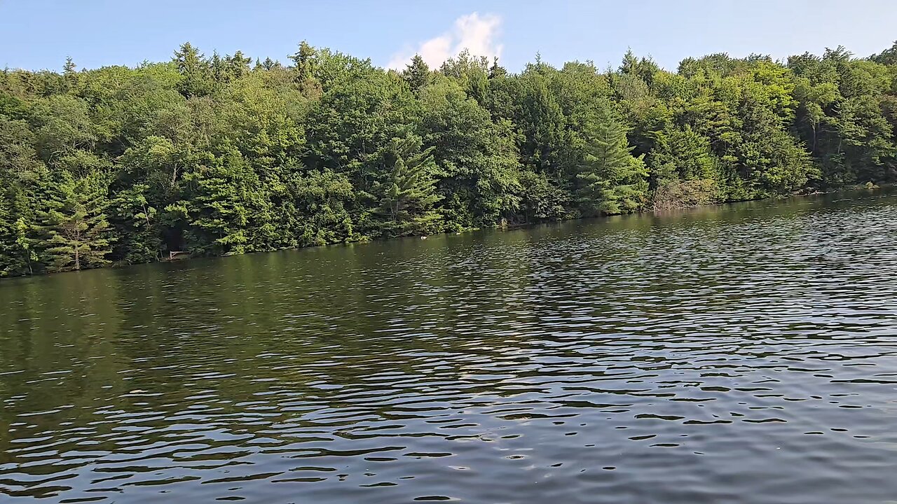 Loons calling
