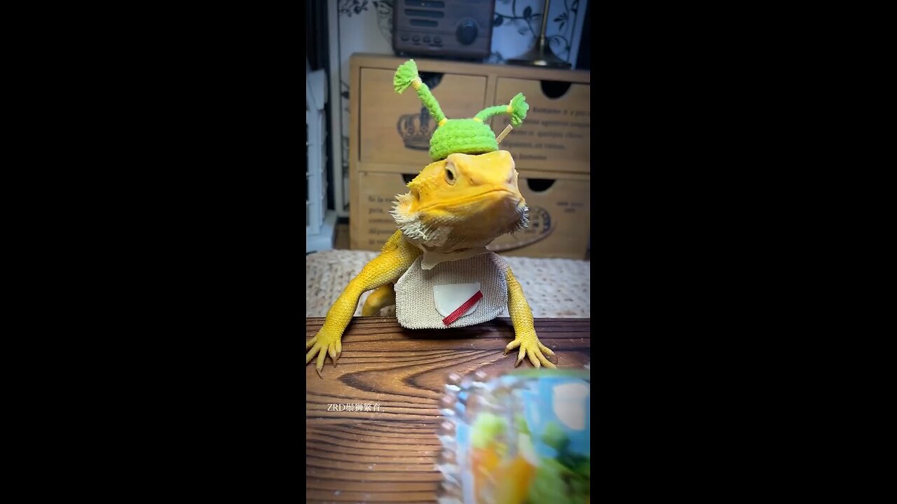 Lizard eating his dinner in style