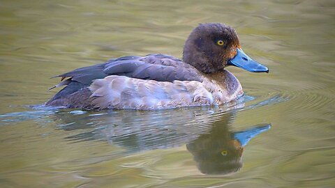Female Tufted Duck Floating, Swimming and Stuff
