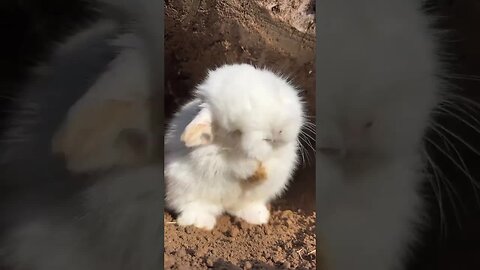 How cute is the little rabbit when he washes his face? Rabbit, cute little pastoral pet