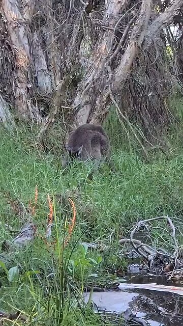 Kangaroos vibing in the bush