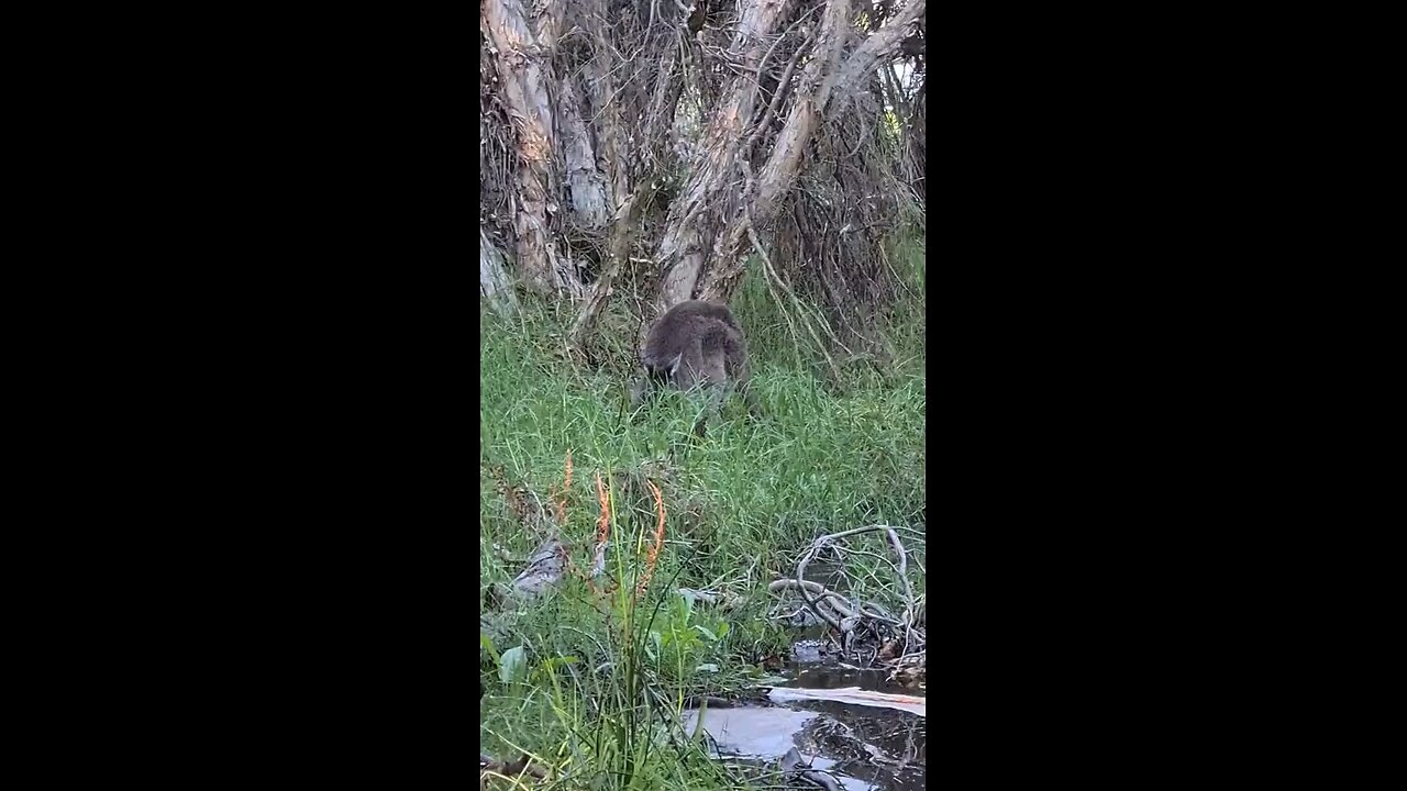Kangaroos vibing in the bush