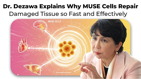 Dr. Dezawa Explains Why MUSE Cells Repair Damaged Tissue so Fast and Effectively