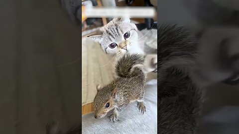 The man went home and a squirrel hooked up to him and went with him