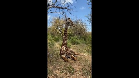Close Encounter With The Giraffe