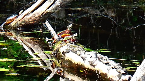 Painted Turtles