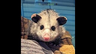 LIVE KLW WORLD NEWS CRITTER CAM
