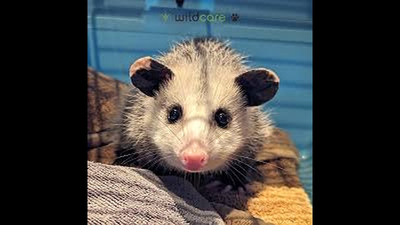 LIVE KLW WORLD NEWS CRITTER CAM