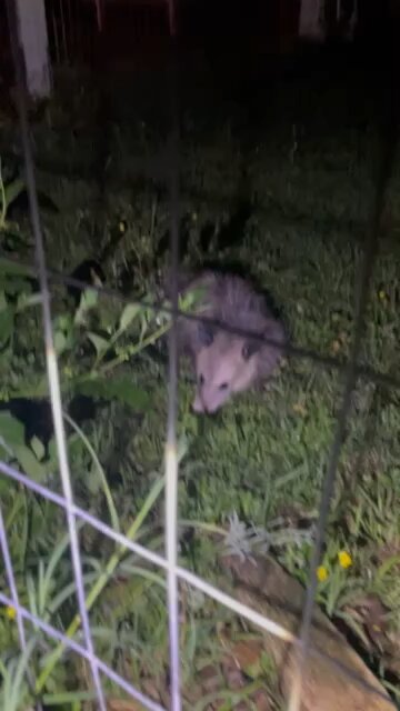 A possum playing possum.