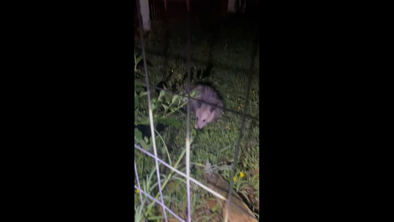 A possum playing possum.