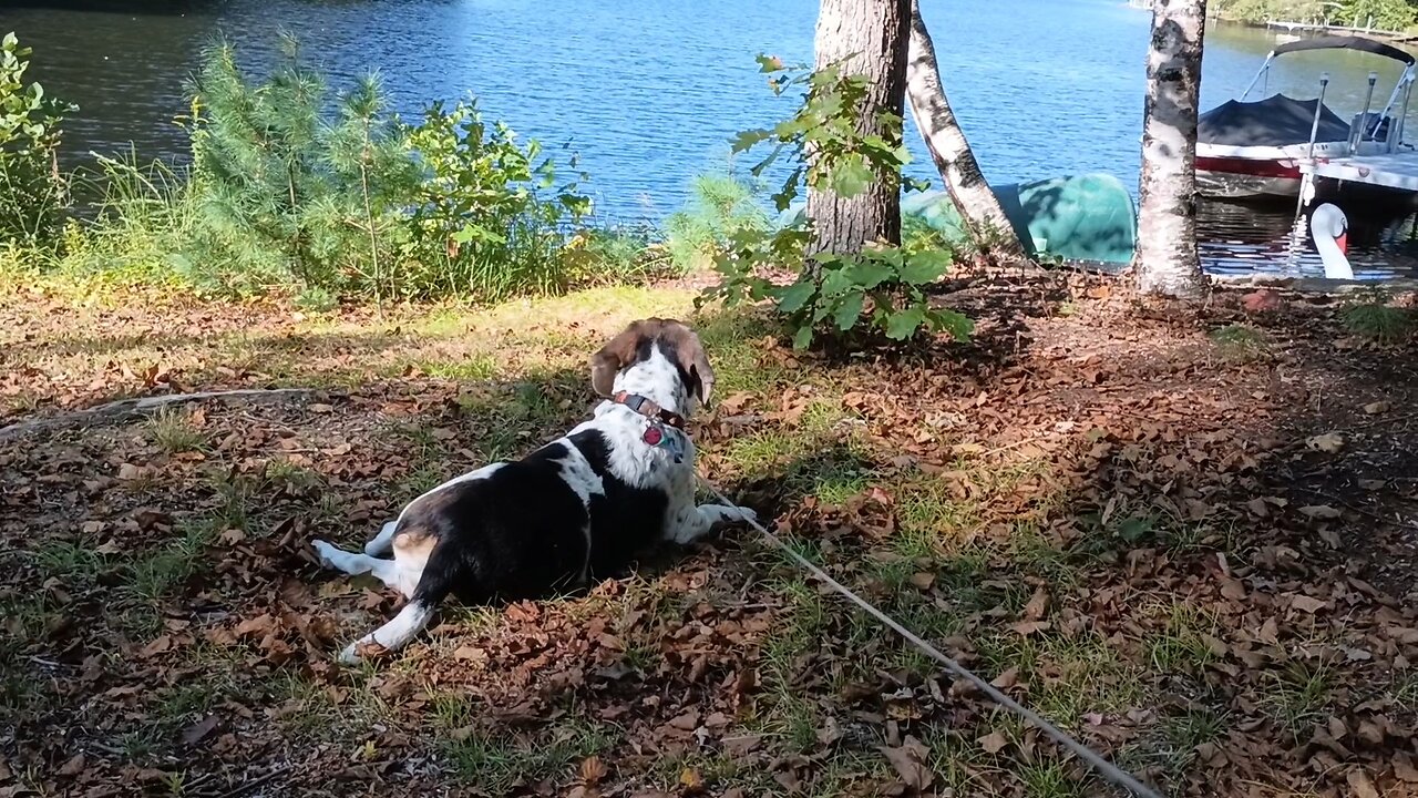 Bandit