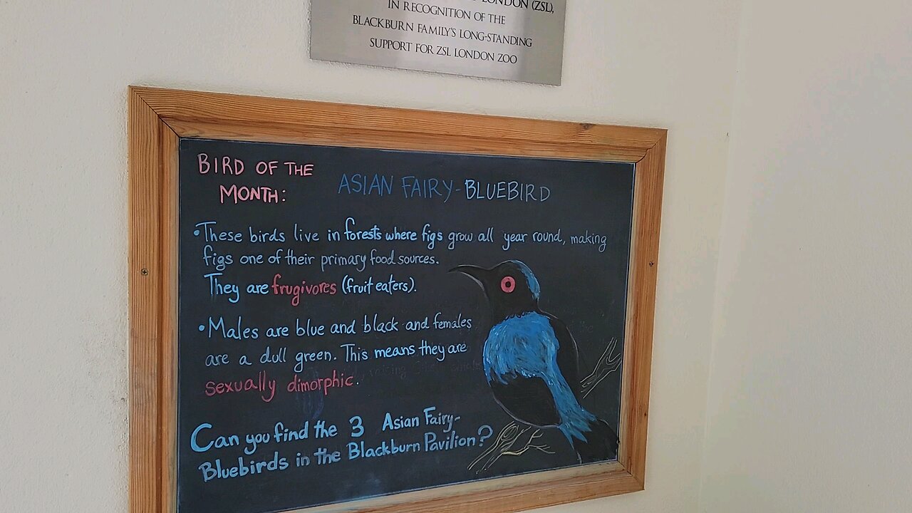 Amazing Birds at London Zoo. 2025