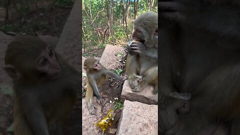 Funny monkey