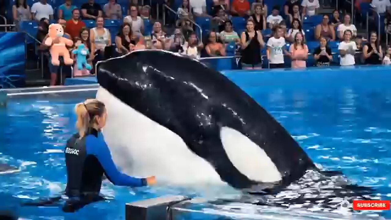 This is Real Video About Jessica Radcliffe orca attack