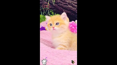Cute little kitten 😍😺🥰 #shorts