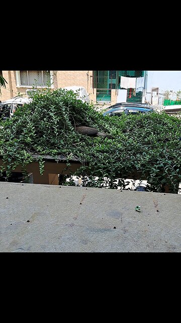 Nature’s magic unfolds! #ViralMoment #TrendingNow #InstaGood #ExploreNature #WildlifeGoals