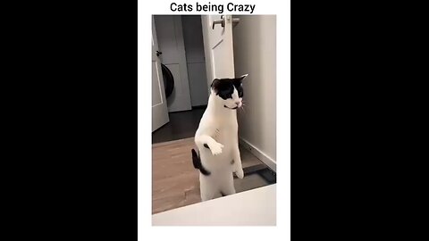 cute crazy cats || cool cats enjoying