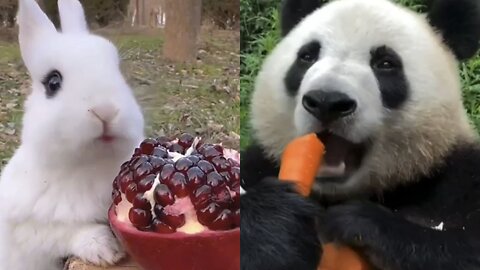 The most unusual antics of pets