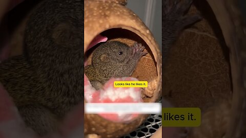 The dog found a little lost squirrel and became his mom