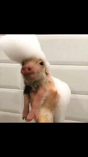 YES OR NO A good evening💃 Happy new years 2019 😂😂🤣😂 Elvis Pigsley 🐷🐷by its so funny and cute