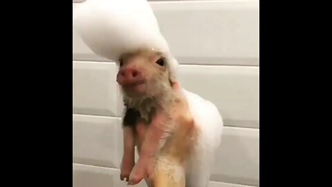 YES OR NO A good evening💃 Happy new years 2019 😂😂🤣😂 Elvis Pigsley 🐷🐷by its so funny and cute