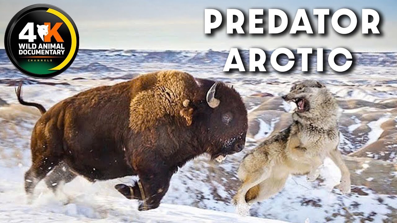 ARCTIC PREDATOR | The Unsung Heroes of the Arctic | Wild Animal Documentary