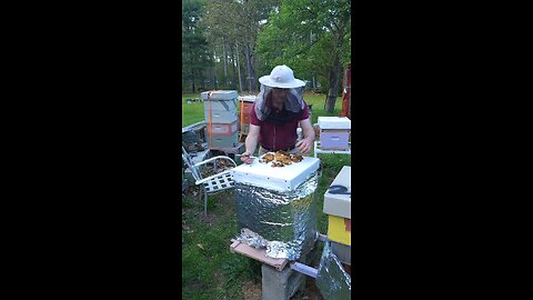 Mite check with drone brood #beekeeping