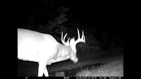 Deer Cam Nice Big Buck 10-06-2024 Game Camera Trail Camera