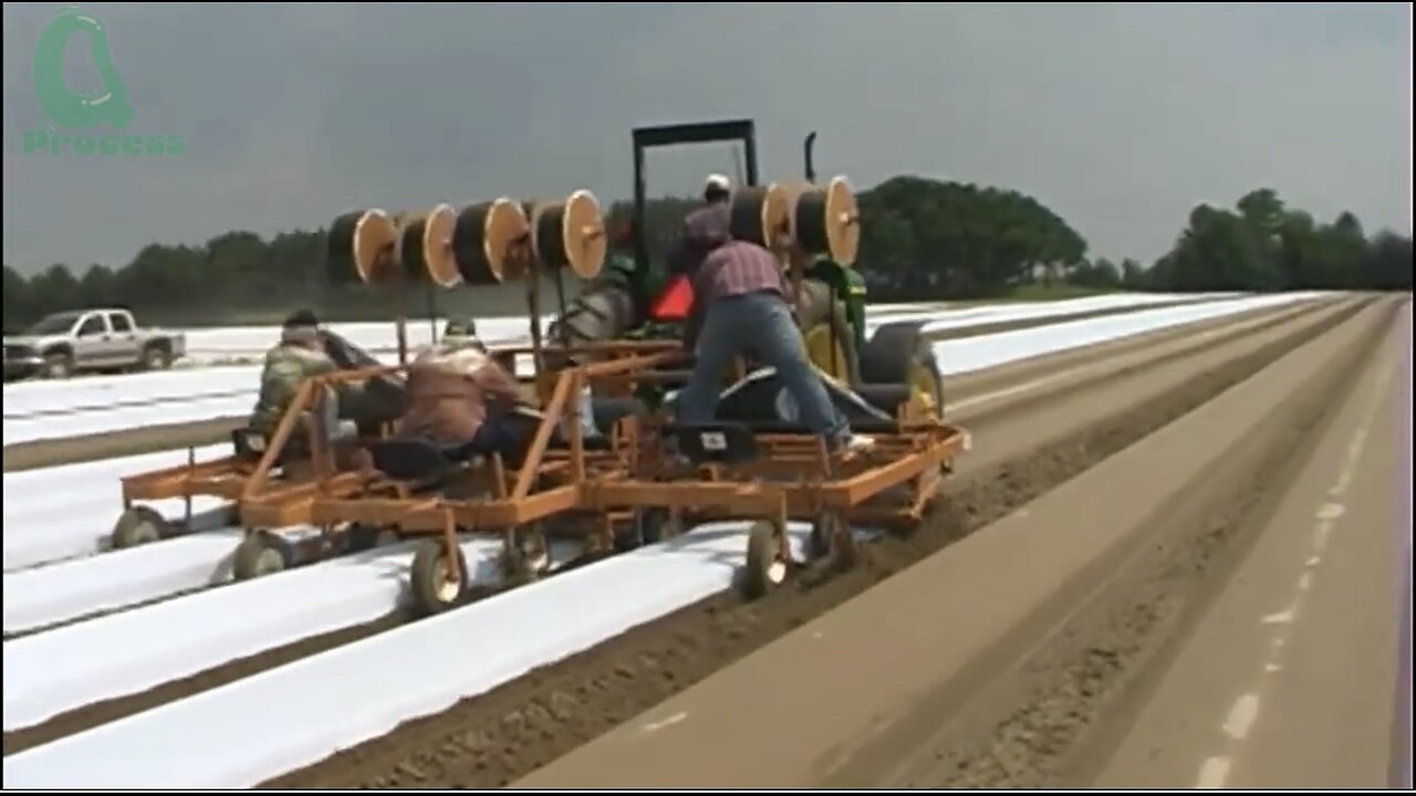 How Millions of Colorful Bell Peppers Are Grown, Harvested, and Sorted by Machine