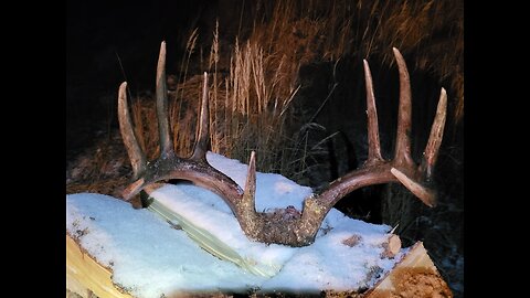 Hunting Big Bush Alberta Whitetails