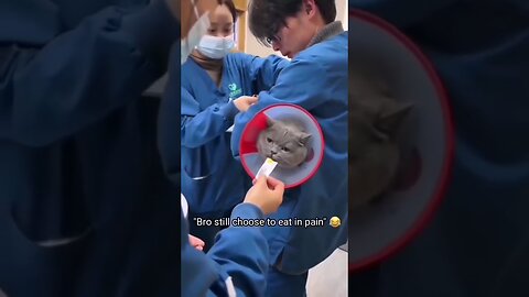Funny video about animals".
