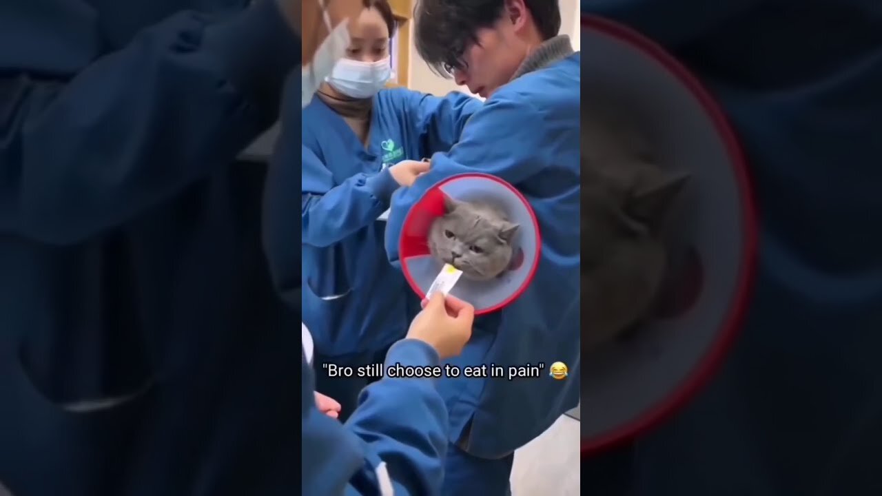 Funny video about animals".