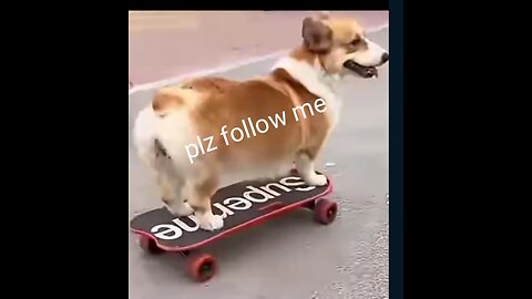 Skating Dog
