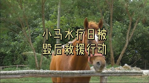 小马水疗日被毁后救援行动