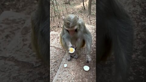 Funny monkey #47